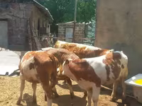 Bull, Simmental cattle — photo 1