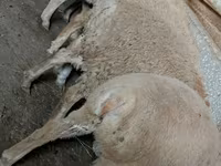 Ram, Sheep — photo 2