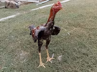 Chickens — photo 3