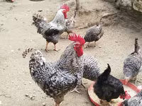 Chickens — الصورة 3