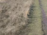 Sheep, Sheep — photo 1