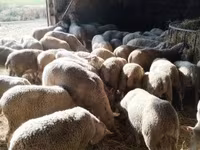 Owca, Ile-de-France sheep — zdjęcie 2