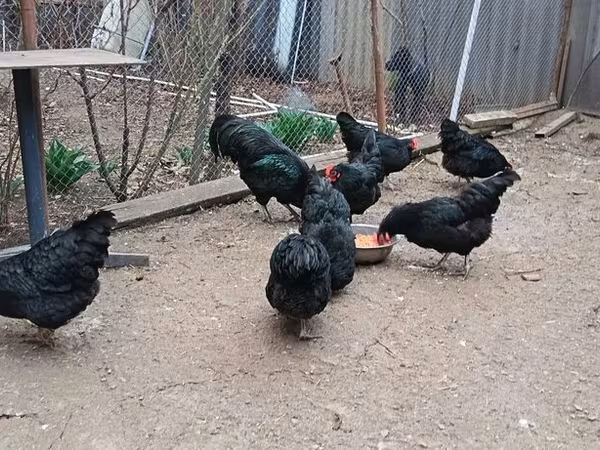 Australorp