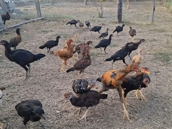 Chickens — Azərbaycan