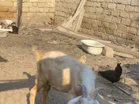 Goat, Goats — photo 4