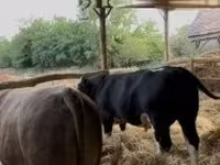 公牛, Holstein breed — 照片 7