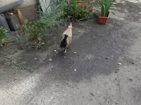 Japanisches Bantam — Foto 3