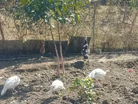 Turkeys — photo 2
