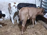 गाय, लिमोज़िन गाय — फ़ोटो 5