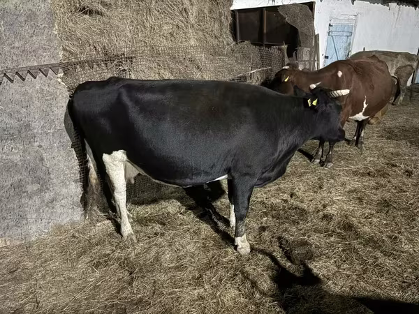 بقرة, Russian Black pied cattle