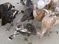 Turkeys — 5-rasm