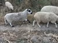 Baran, Cerry Hill sheep — zdjęcie 1