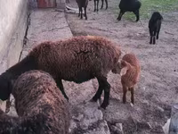 Qoyunlar (partiya, cinsi göstərilməyib), Hissar sheep — foto 2