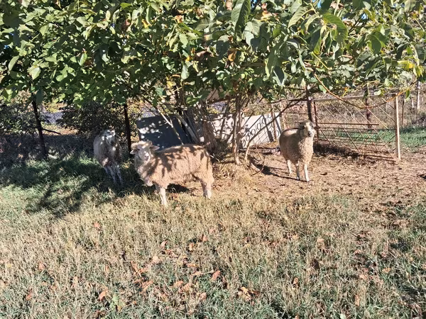 Qoç, Qoyunlar