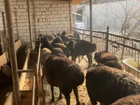 Owca, Owce — zdjęcie 7