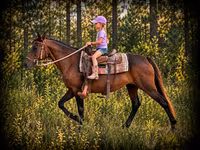 母马, Quarter Horse — 照片 1