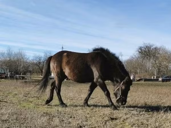 Koń, Hucul pony