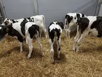 Cow, Holstein breed — photo 8