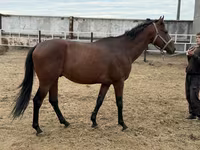 Caballo, Thoroughbred horse — foto 4