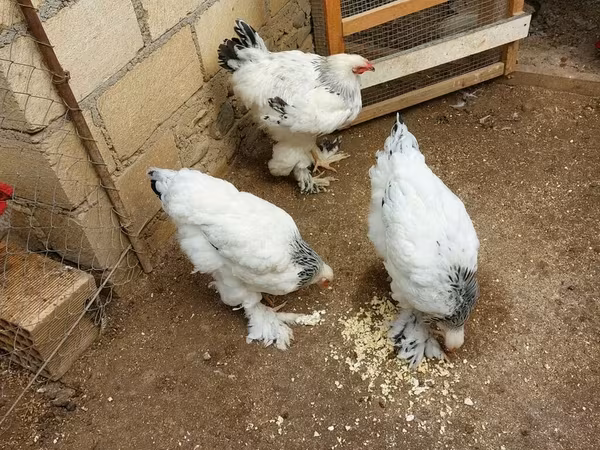 براهما