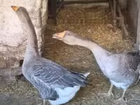 Geese — الصورة 1