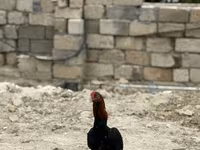 Chickens — foto 6