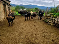 Cow, Cattle — photo 1