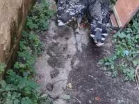 Turkeys — الصورة 3