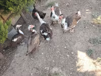Ducks — photo 3