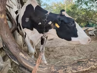 Cow, Holstein breed — photo 7