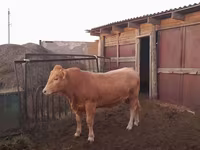 Buğa, Aulieatinskaya cinsi — foto 5