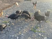Turkeys — photo 2