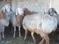 Qoʻchqor, Arashan sheep — 2-rasm