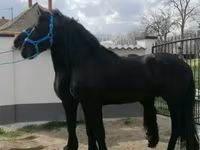 Ат, Фриз породу — сүрөт 1