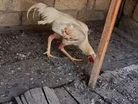 Chickens — photo 5