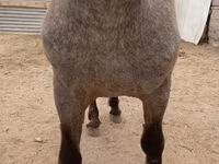 Koń, Appaloosa — zdjęcie 4