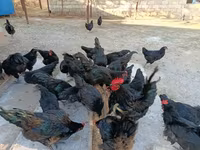 Australorp — photo 2