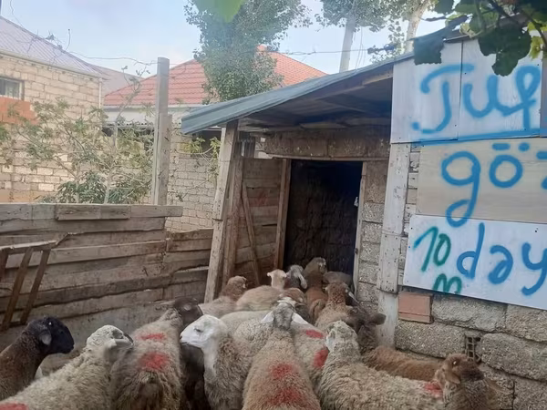 Qoç, Qoyunlar