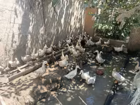 Ducks — Foto 2