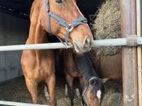 Yegua, Polish pony — foto 5