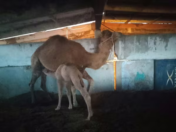ناقة, الجمال