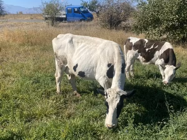 Krava, Holštýnské plemeno