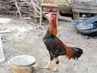 Chickens — foto 4