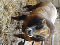 Buğa, Partenaise cattle — foto 1