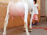 Keçi, Saanen goat — foto 5