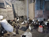Ducks — foto 6