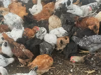 Chickens — foto 2