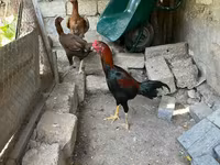 Chickens — photo 5