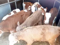 सांड, Simmental cattle — फ़ोटो 3