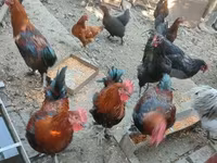 Marans — 6-rasm